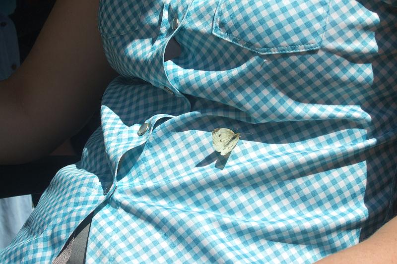 2010-07- (24).JPG - Der Schmetterling auf dem ....